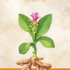 A botanical illustration of the Turmeric plant, showing the vibrant flower and the powerful rhizome (root) below. We source our turmeric from Sangali to ensure it has the highest potency for its anti-inflammatory benefits.