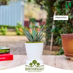 The Haworthia, also known as the Zebra Plant, is a striking succulent with its bold white stripes. It's a low maintenance and visually captivating choice for both new and experienced plant parents.