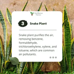 Another look at the powerful Snake Plant, which purifies the air by removing harmful chemicals like benzene, formaldehyde, and xylene, which are common indoor air pollutants.