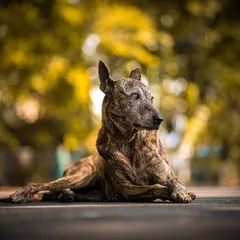 A stunning portrait of a beautiful brindle indie dog, resting majestically against a soft, golden background. The soulful look in their eyes tells a story of resilience and love.