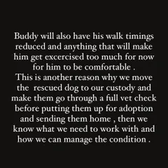 This explains why we move rescued dogs into our custody for full vet checks before adoption. It allows us to manage conditions like Buddy's breathing issues effectively.