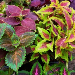 Another look at the diverse and vibrant foliage of our Coleus plants. These are excellent annuals for creating a lush, multi-toned effect in any garden setting.