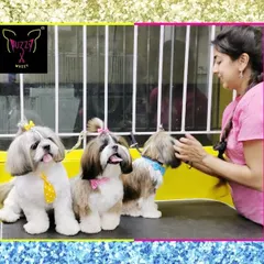 Three's company. This trio of Shih Tzus is all lined up and looking picture-perfect after their spa day, each with a neat trim and a cute accessory.