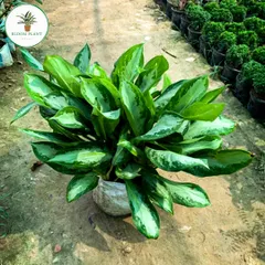 This lush, full Aglaonema plant shows just how beautiful these indoor plants can be. Its silvery-green leaves are perfect for brightening up a living room or office corner.