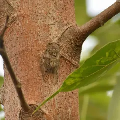 A Cicada camouflaged on tree bark. The loud, buzzing song of cicadas is a classic sound of a healthy, mature forest, and we are happy to hear it at our sites.