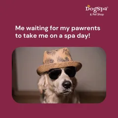 This cool doggo is dressed and ready, just waiting for his pawrents to take him for his spa day. I love it when my furry clients are this excited to visit.