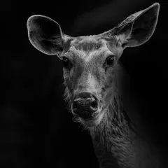 A Sambar deer looks directly into the lens. In black and white, the focus shifts to its large, expressive eyes and the soft texture of its fur. It's a simple, quiet, and soulful portrait.