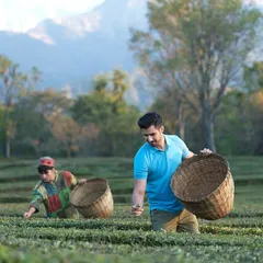 An image from the Radisson campaign showing a guest experiencing tea plucking in the fields of Dharamshala. This kind of shot connects the hotel to its local culture and unique landscape.
