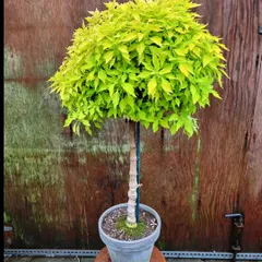 An example of a topiary we can source and supply. This vibrant Coleus has been carefully shaped into a lollipop form, serving as a unique, living piece of decor for a tabletop or patio.