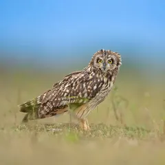 A Short-eared Owl stands in open grassland, its wide, yellow eyes staring directly at the camera. Unlike many owls, this species is often active during the day.