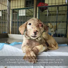 Despite the immense pain, he is bravely fighting. Our team started emergency treatment, and his recovery journey is a testament to his strength.
