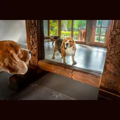 Scamp meets the "man in the mirror." I love capturing these funny, confusing moments as he tries to figure out the world. It’s a perfect glimpse into the curious mind of a beagle.