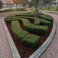 This is an example of detailed hedge work, where I shape shrubs into flowing, geometric patterns. This kind of topiary design adds a unique and artistic element to any large garden.
