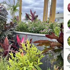 A close-up of a planter box at Serene Exotica, featuring a vibrant mix of Cordyline, Madagascar Periwinkle, and Ficus Christina to create texture and color contrast.