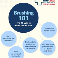 Brushing is the number one way to maintain your dog's oral health. This infographic provides a step-by-step guide on how to brush your dog's teeth correctly.