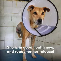 This is why we do what we do. This brave community dog is now in good health and ready for release after our team successfully removed a large tumor and amputated her leg. Her recovery is a testament to the advanced pet surgery we perform.
