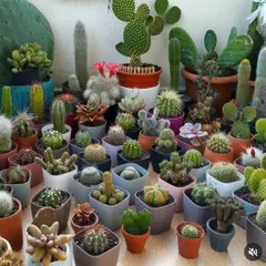 A large collection of various cacti and succulents in different pots. I can help you pick a diverse set to start your own collection.