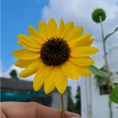 Holding a freshly picked sunflower from my terrace. Growing these happy flowers is simple, and they bring so much joy to the garden.
