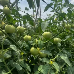 Every bite counts. These green tomatoes, though not perfectly round, are just as nutritious. We believe in reducing food waste by appreciating produce of all shapes and sizes.