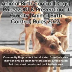 Know their rights! This informative post outlines the legal rights of street dogs in India, from laws against cruelty and relocation to the rules governing Animal Birth Control (ABC). Empowering citizens with this knowledge is key to protecting community animals.