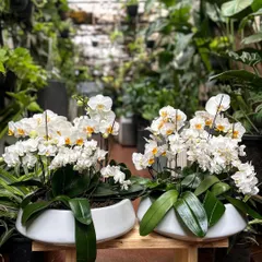 A pair of classic white orchid arrangements, ready to bring a touch of elegance to a client's home. Their graceful, arching stems and pristine flowers make them a timeless choice for any decor.