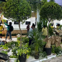 For this project, we brought in large, sculpted Ficus topiary trees to act as structural elements within the green landscape. This shows how we mix different plant types to add depth and interest.