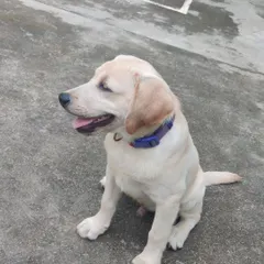 Whiskey is already showing so much potential. The first few sessions are all about making learning fun and building a positive association with training.