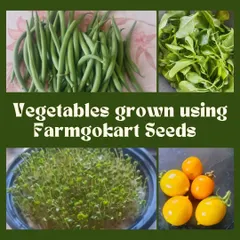 Look at this amazing fresh produce, all grown using my seeds! This collage from a customer shows beautiful green beans, arugula, microgreens, and yellow tomatoes.