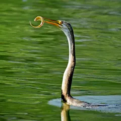 An Oriental Darter with its prize, a wriggling fish speared on its sharp beak. This action shot perfectly captures the "snakebird" in its element, hunting with precision in the water.