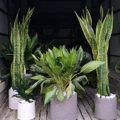Getting a large order ready for delivery. I can supply fully grown indoor plants like these Sansevieria and Aglaonema in modern ceramic planters for corporate offices or home decor projects.