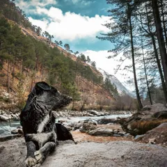 This sandy-faced dog looks out over a mountain river, a true adventurer. Outdoor photography tells a story of exploration and freedom, capturing pets in breathtaking landscapes.