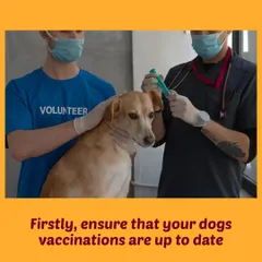 Tip 1: For everyone's safety, please ensure your dog's vaccinations are up to date before our visit. This is a crucial first step.
