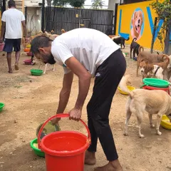 A staff member serves one of the hundreds of meals. It's a massive logistical effort, but seeing the dogs eat happily makes every moment worthwhile.