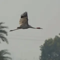A Sarus Crane, the world's tallest flying bird, in graceful flight over the Dhanauri Wetlands.
