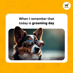 That feeling when you remember it's grooming day and you're ready for your close-up. This cool corgi knows he's about to look his best.