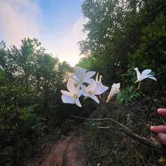 Wild white flowers found blooming on a forest path at sunset. There is so much beauty to be found when we take the time to look closely at the world around us.
