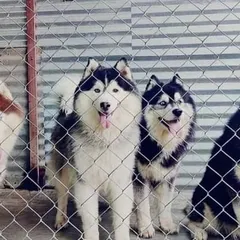 Our resident Huskies looking out from their enclosure. We use strong and secure chain-link fencing to ensure the safety of all dogs, especially escape artists like huskies.