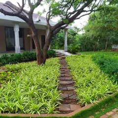 Detail is paramount in creating a tranquil atmosphere. At this yoga school, we designed a winding stone path bordered by vibrant spider lilies, guiding visitors through a lush, layered garden and encouraging a sense of mindful movement.