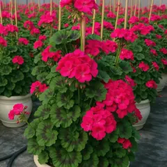A stunning, deep pink Geranium plant in a decorative pot, trained to grow tall for a dramatic floral display.