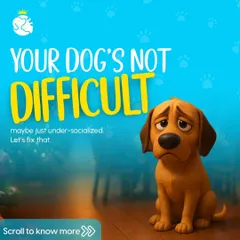 Your dog is not difficult, maybe just under-socialized. Our supervised social sessions are tailored for positive experiences, helping them build confidence and make friends.