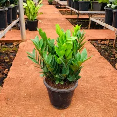 The classic green ZZ plant, seen here in our nursery, is a staple of our indoor plantscaping services. Its waxy, vibrant green leaves and upright growth habit make it a versatile choice that fits well in a variety of decorative pots and settings.