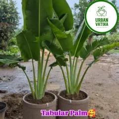 These are Tabular Palms in modern, ribbed planters. Their large, banana-like leaves create a bold, tropical statement.