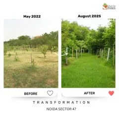 This before and after from our Noida Sector 47 project shows how quickly a landscape can change. The green cover helps reduce soil erosion, lower local temperatures, and create a habitat for birds and insects.