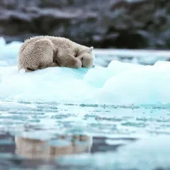 My first sighting on a Svalbard expedition: a subadult polar bear cub sleeping on an iceberg, looking like a teddy bear. We watched from a safe distance for two hours as it rested, a truly adorable and peaceful moment.