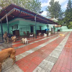 A typical day here, with dogs of all sizes just hanging out and enjoying the open space.