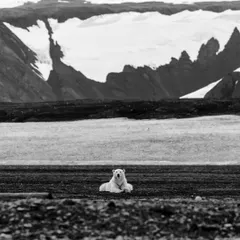 A polar bear rests against a dramatic backdrop of rock and ice. This black and white environmental portrait shows the animal in its vast, rugged habitat, emphasizing the scale of the Arctic.