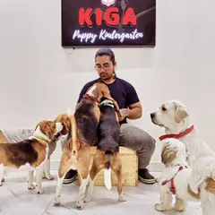 At KIGA Puppy Kindergarten, it's all about positive interactions. Here, a group of Beagles, a Golden Retriever, and a Shih Tzu learn to share space and attention calmly.