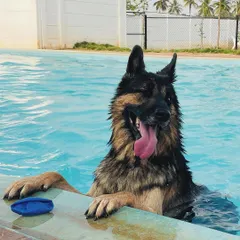 That happy, tongue-out look is what we live for. This German Shepherd is having the time of his life cooling off at the edge of our pool.
