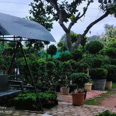 This is a wider view of my bonsai garden, showcasing the variety of shapes and sizes I have available. You can see everything from small tabletop trees to large statement pieces.