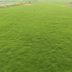 A close-up of the fine-bladed grass I use for golf courses and luxury lawns. This variety creates a dense, carpet-like surface.